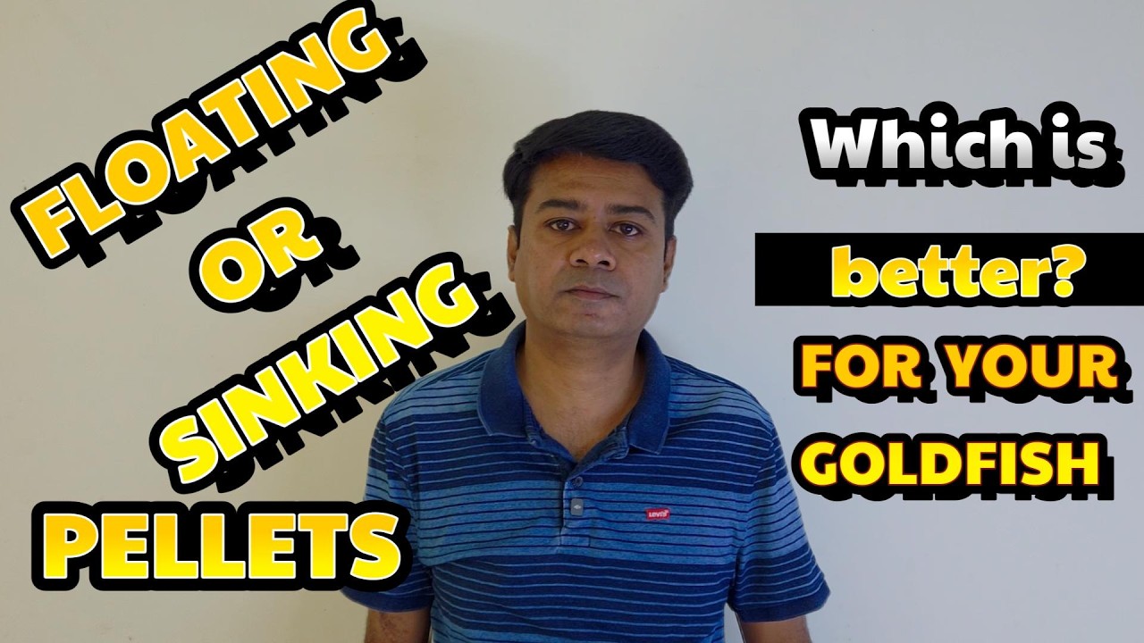 Floating or sinking pellets? Which is better for your goldfish| All about aquarium fishes|