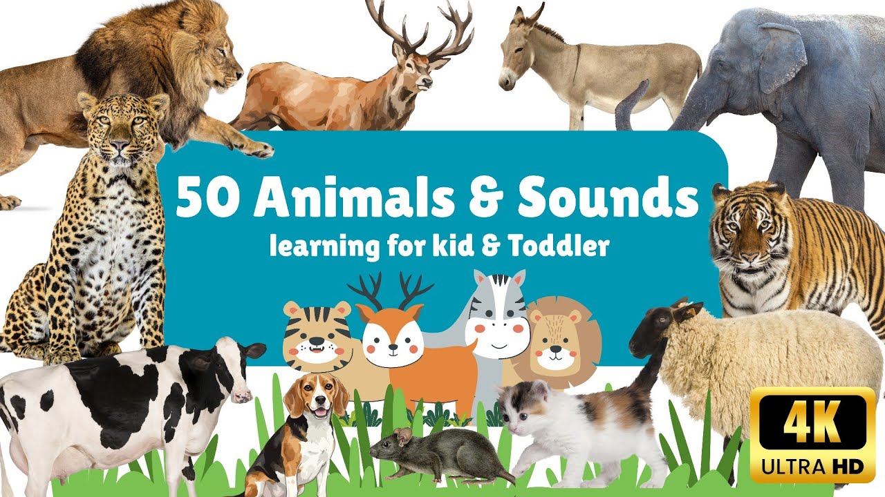 Learn Wild Animal Names and Sounds for Kids | Fun Vocabulary Learning Video