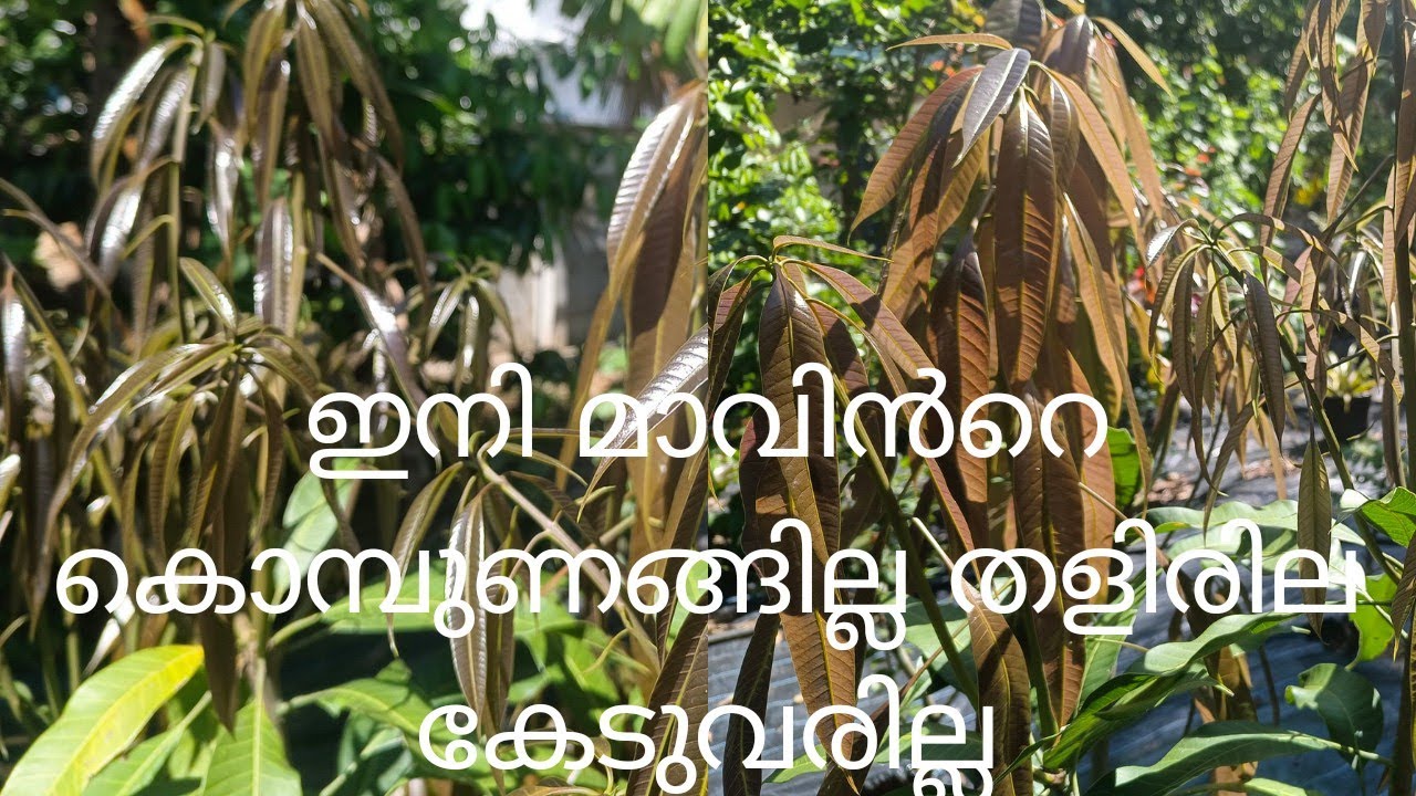 മാവിന്റെ കൊമ്പ് ഉണക്കം തടയാം തളിരില സംരക്ഷിക്കാം
