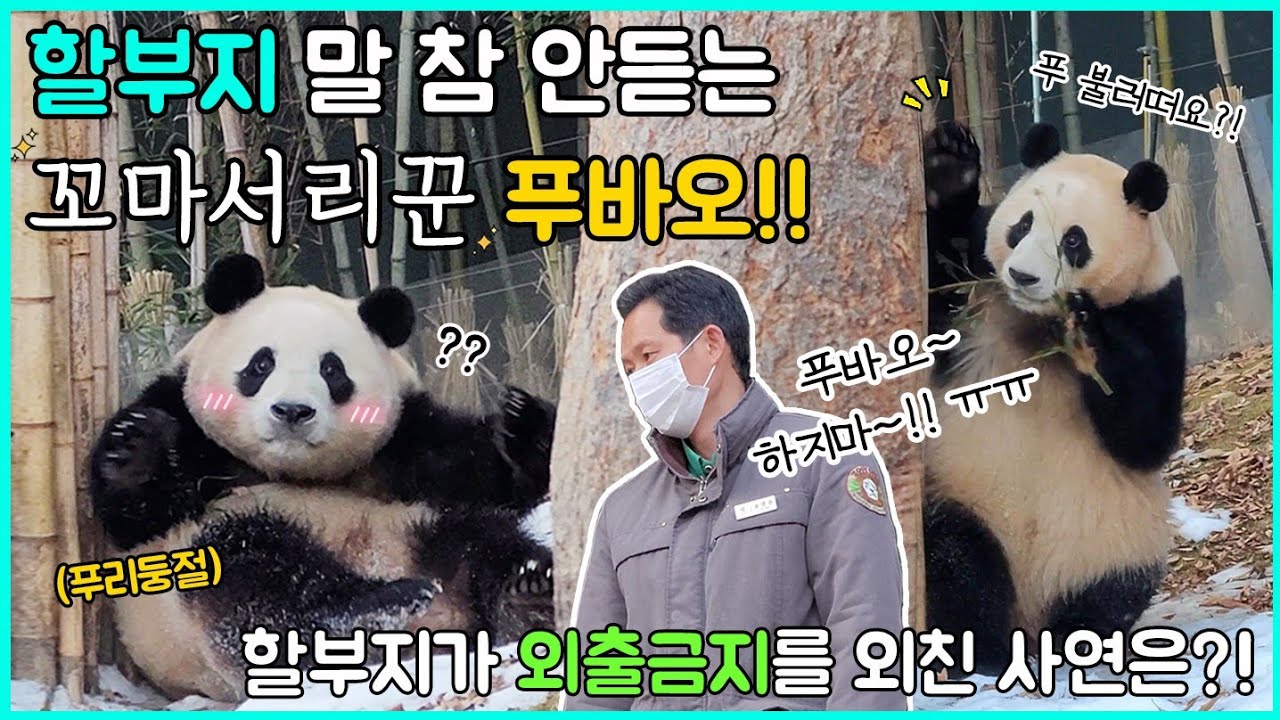 판다월드 꼬마 서리꾼 푸바오🐼 결국 외출금지를 외친 할부지👨 할부지 쫓아가다 분노의 유턴🤣 신나는 구르기까지! 정말 못 말리는 푸바오의 야외 나들이🎵