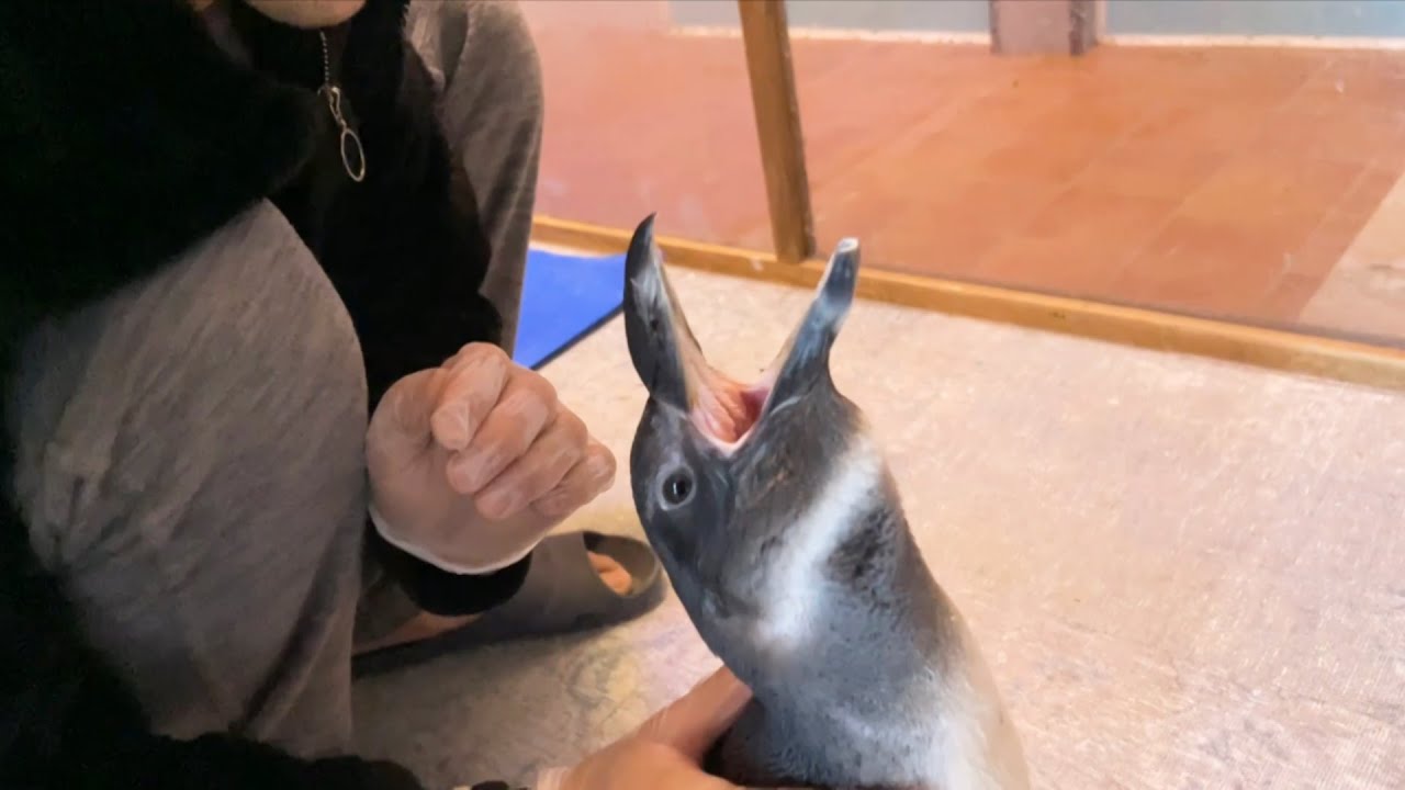 掃除を早く終わらせろと煽りだすペンギンのタンク