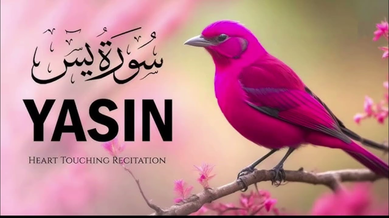 Surah Yaseen ( Yaseen ) Full Tilawat ❤️ || By Qari Muzammil Nadwi 