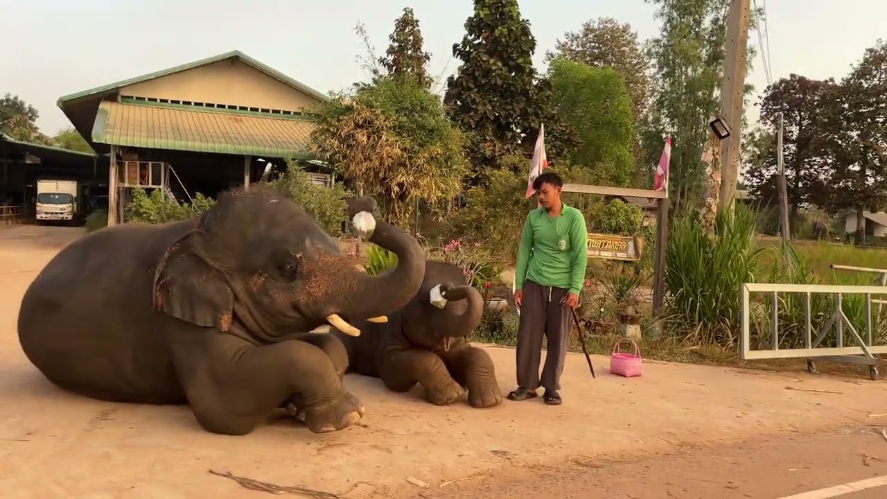 สองพี่น้อง  มีความสุข  หลังจากใส่บาตร