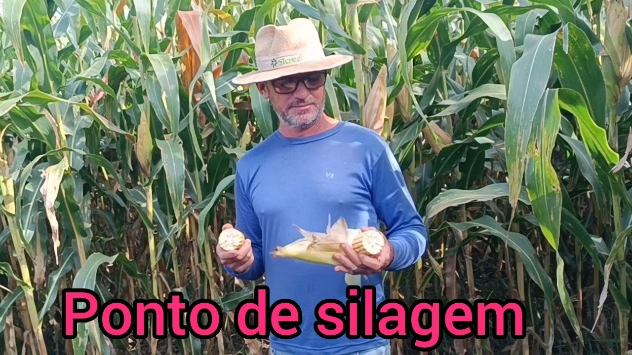 Quase no ponto de fazer silagem # silagem de milho Biomatrix 3066.