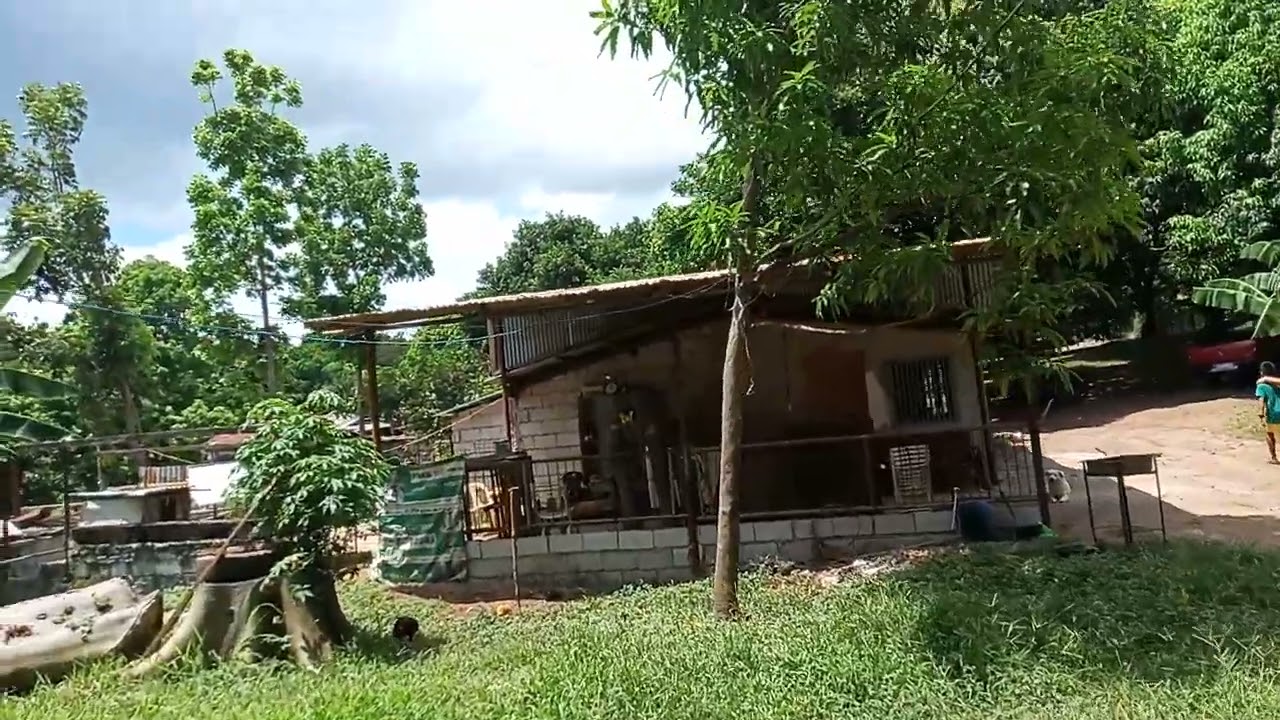 VIDEO#95                                1.6 HECTARE  FARM WITH DAILY INCOME 10K PER DAY - Baras