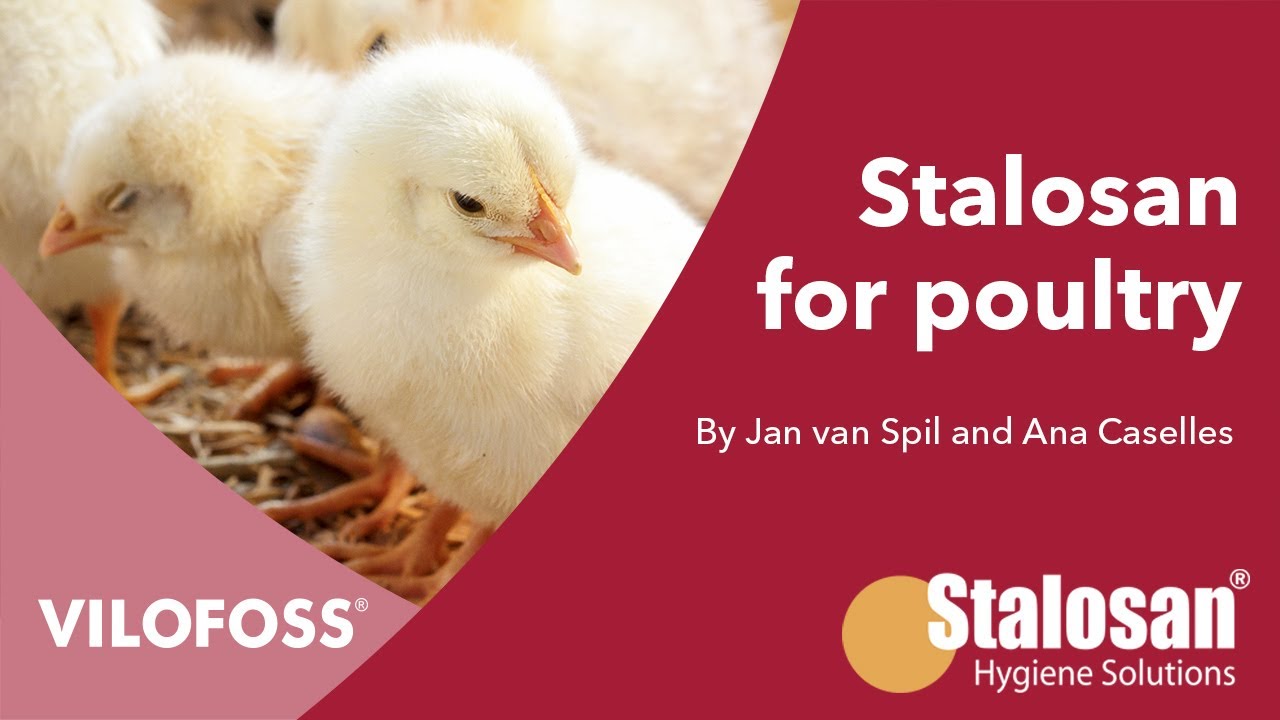 WEBINAR: The impact of litter quality and ammonia formation on poultry production