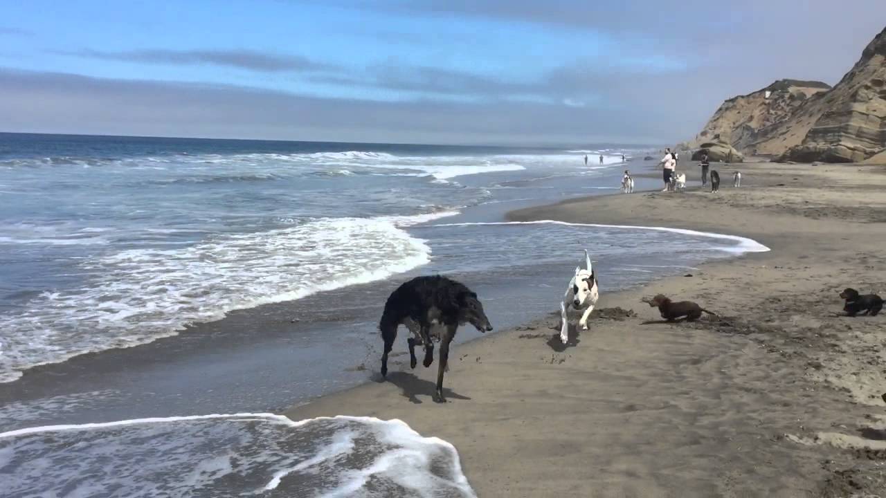 Bandit The Borzoi And The Silken Windhounds Hit The Beach - AGAIN!