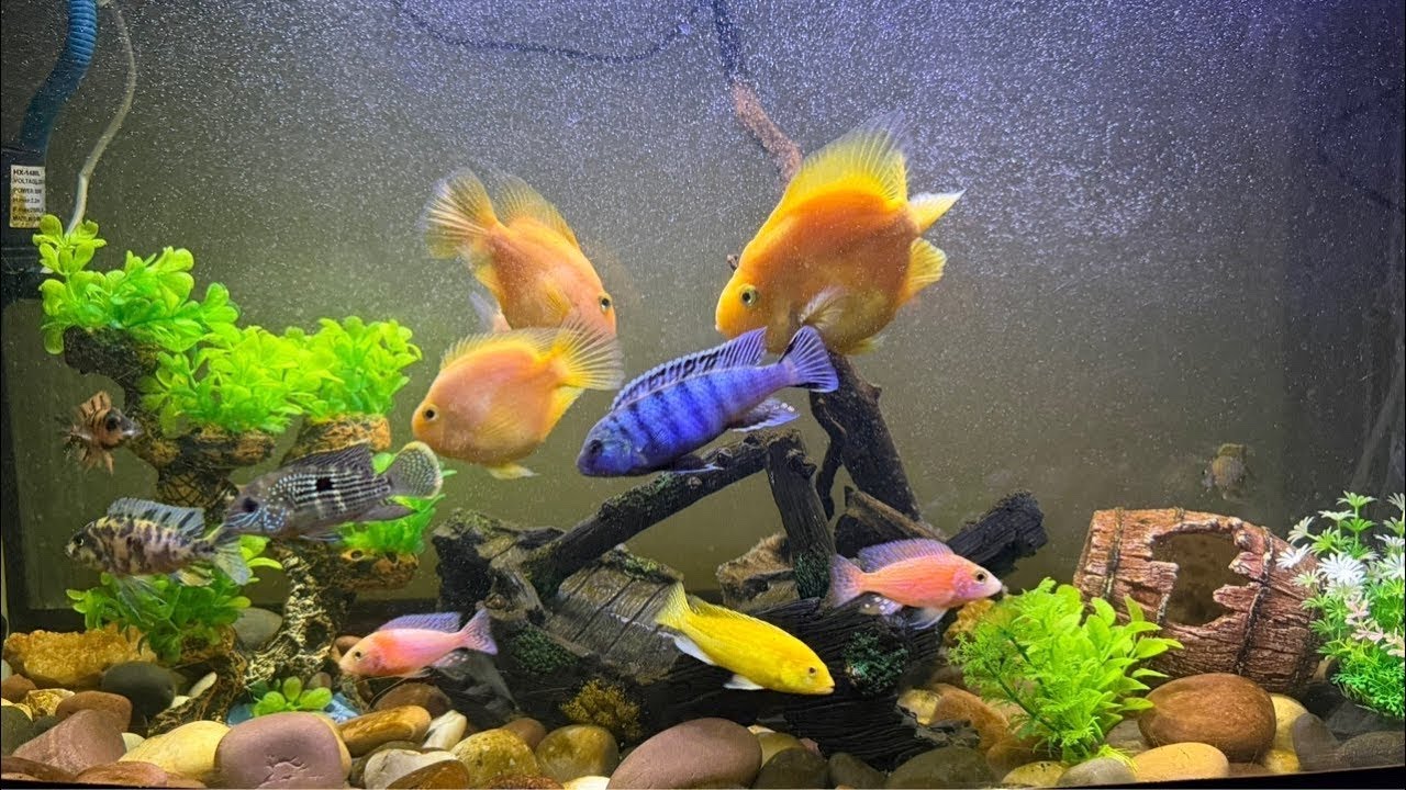 استرخاء مع جمال أسماك السيكلد الأفريقية 🐠 | Cichlid Mood: Relaxing African Cichlids