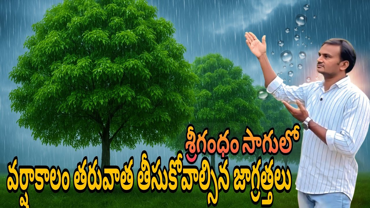 శ్రీగంధం సాగులో వర్షాకాలం తర్వాత తీసుకోవాల్సిన జాగ్రత్తలు 