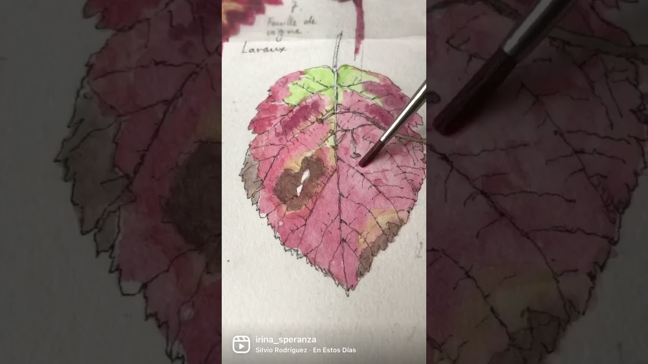 Red autumn leaf, ink and watercolor.