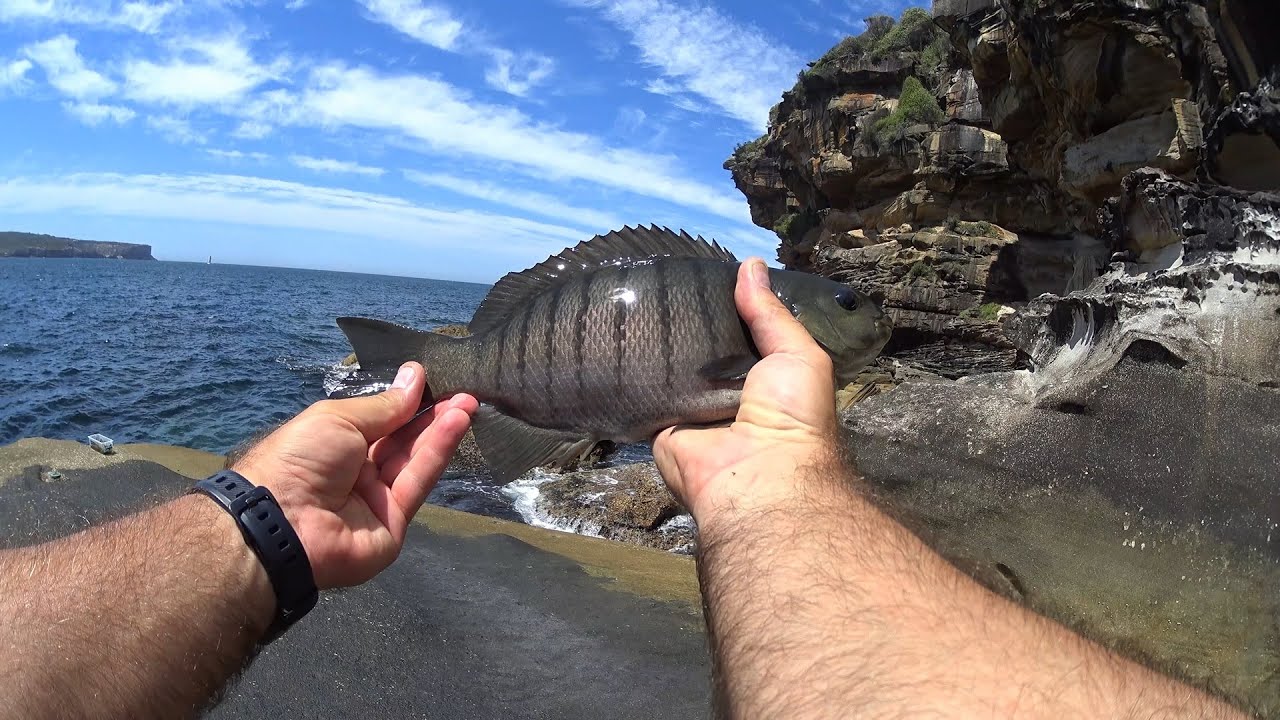 Fishing Sydney Middle Harbour - Last Luderick Session Before Sydney Biggest Rainfall and Floods