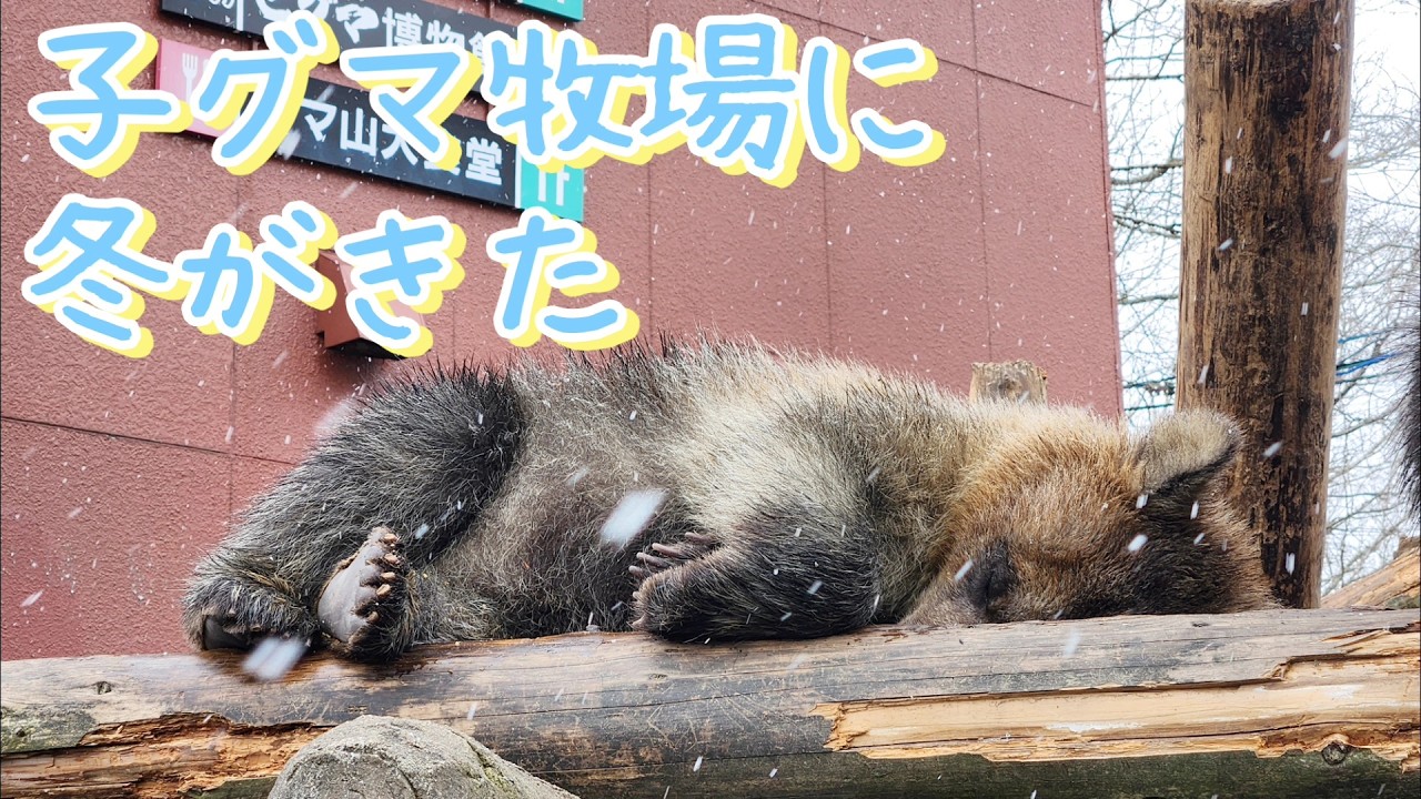 子グマ牧場に雪？どんな反応するのかな【のぼりべつクマ牧場】