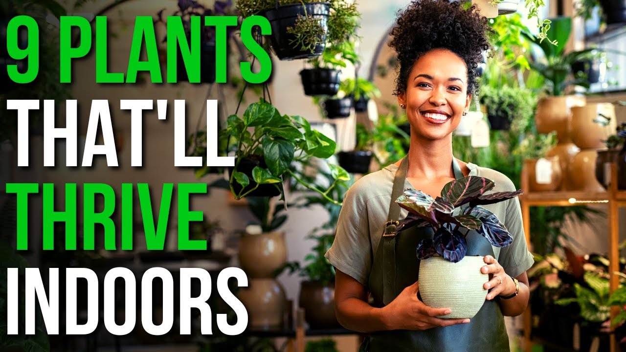 9 Plants That'll Thrive Indoors | Indoor Plants To Grow At Home