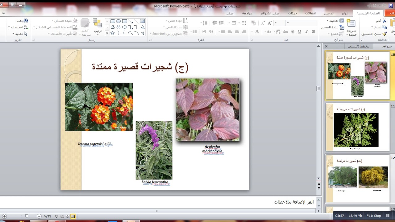 محاضرة الشجيرات