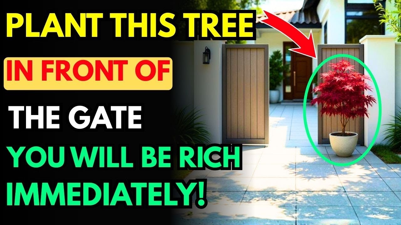 99% of Homes Get This Gate Tree Wrong—This One Is Said to Attract Money