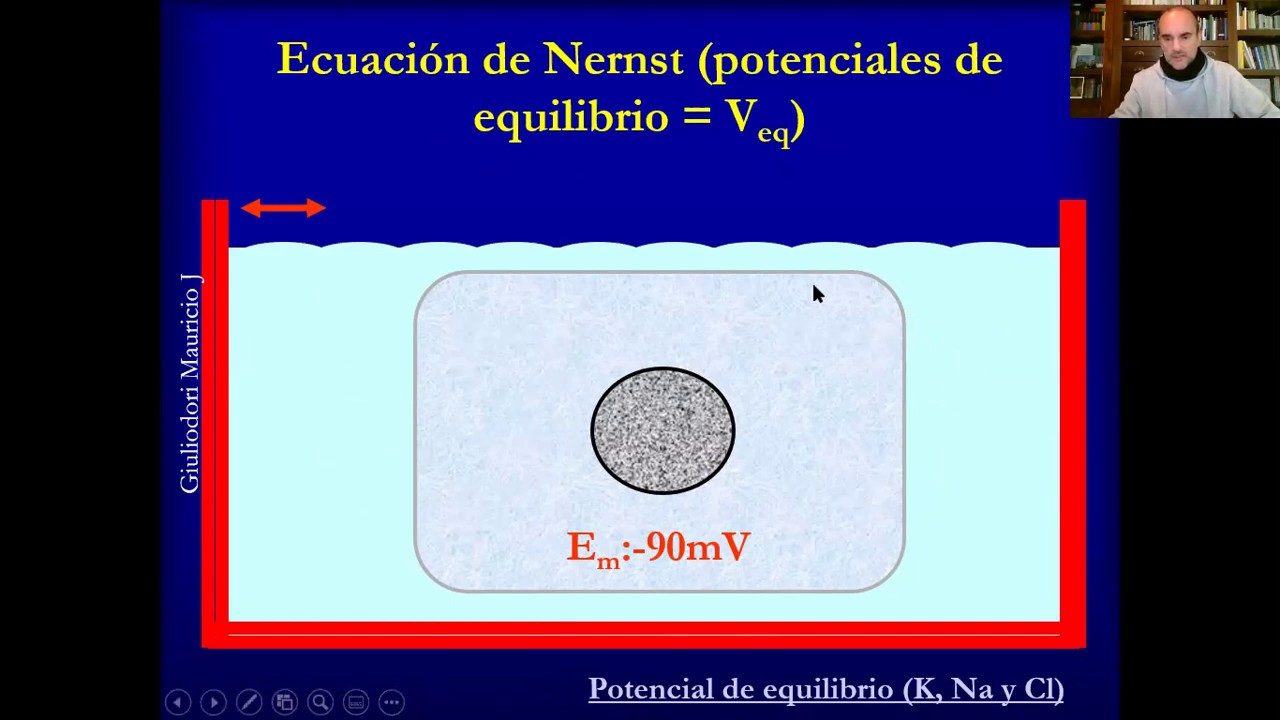 Introducción a la fisiología del sistema nervioso rápido y sencillo