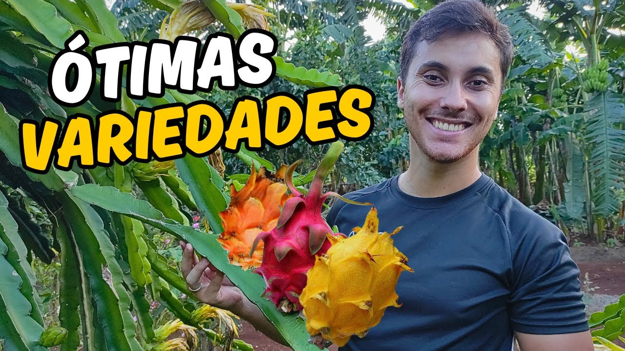 CONHEÇA PITAYAS AUTO FÉRTEIS E ESTÉREIS - (TOP VARIEDADES)