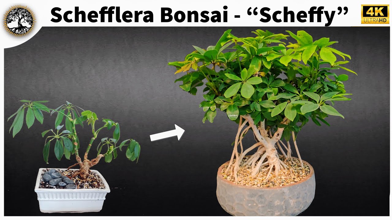Schefflera Bonsai - 