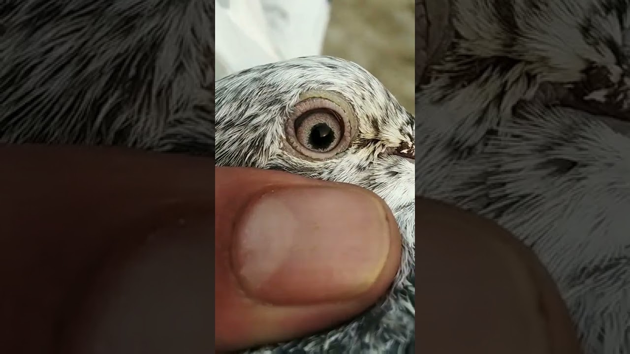 Highflayer pigeons ## pigeons tips🕊🕊😍😍😍
