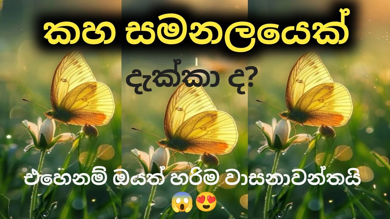 කහ සමනලයෙක් දැක්කද? 🦋 | ඔබට ලැබෙන විශ්ව පණිවිඩය කුමක්ද? 💫 @divineflow-Thathsarani 