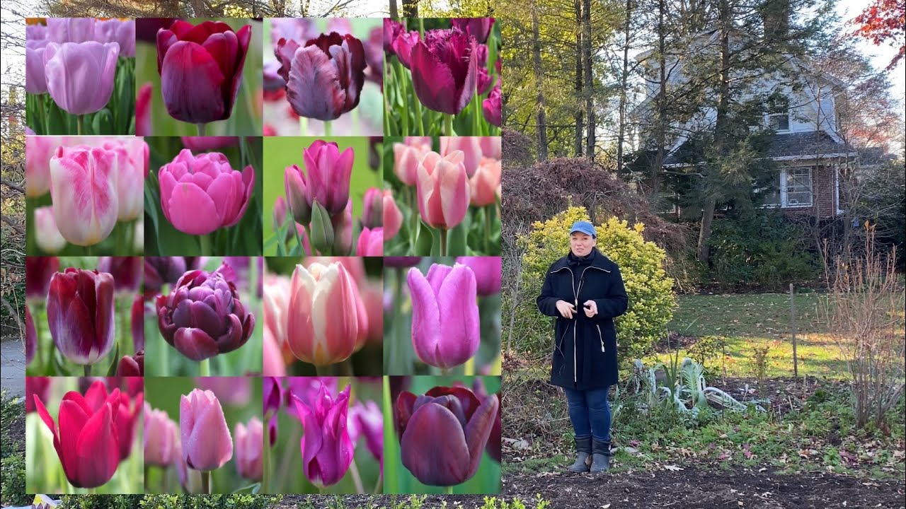 🌷 Tulips - Alliums - Daffodils - Chionodoxa 🌷