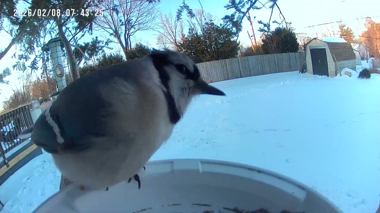Birds & Squirrels Try Different Food on Bird Feeder Cam 2K #birdidentification #birdsforcatstowatch