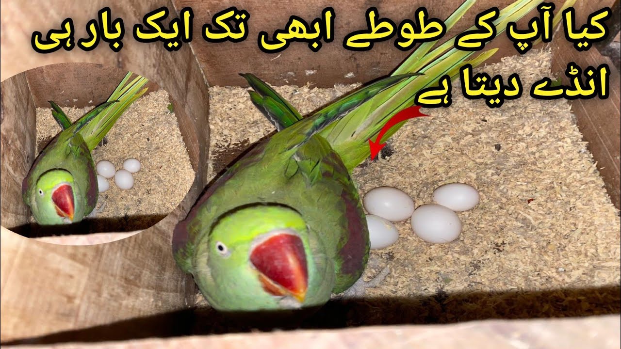 Raw Parrot Breeding Progress | Raw Parrot Breeding Tips