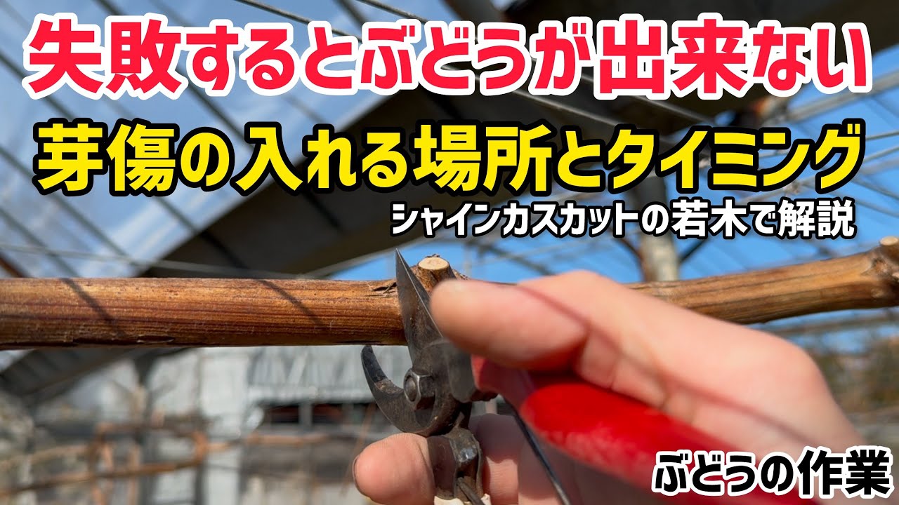 「ぶどうの作業」失敗するとぶどうが出来ないこともある、芽傷作業！シャインマスカットの若木で解説します。