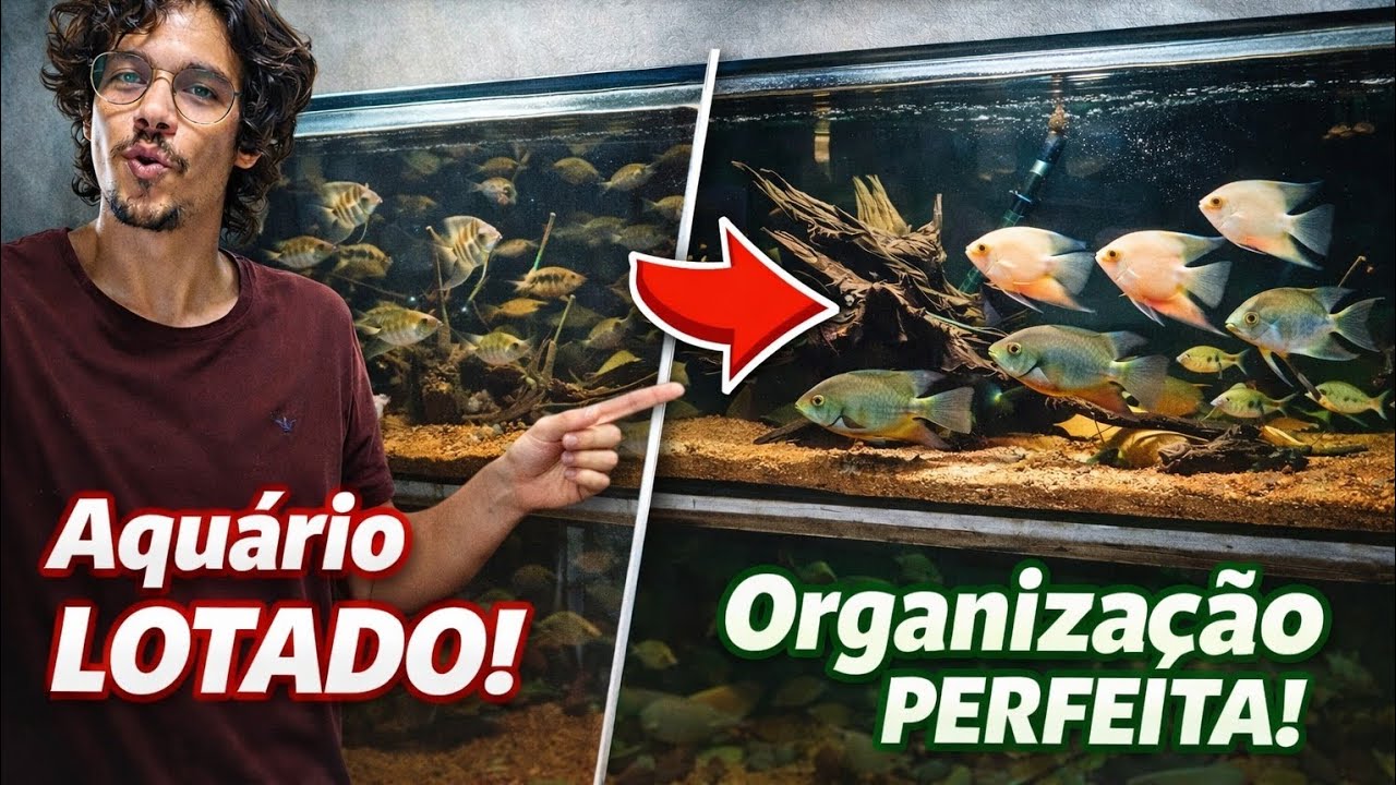 PERDI UM PEIXE? PRECISEI RESOLVER A LOTAÇÃO DO AQUÁRIO DE 220 LITROS