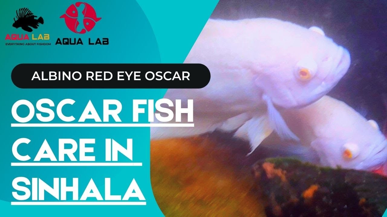 Albino Red Eye Oscar fish care In Sinhala | සම්පූර්ණ විස්තරේ සිංහලෙන් දැනගන්න​​