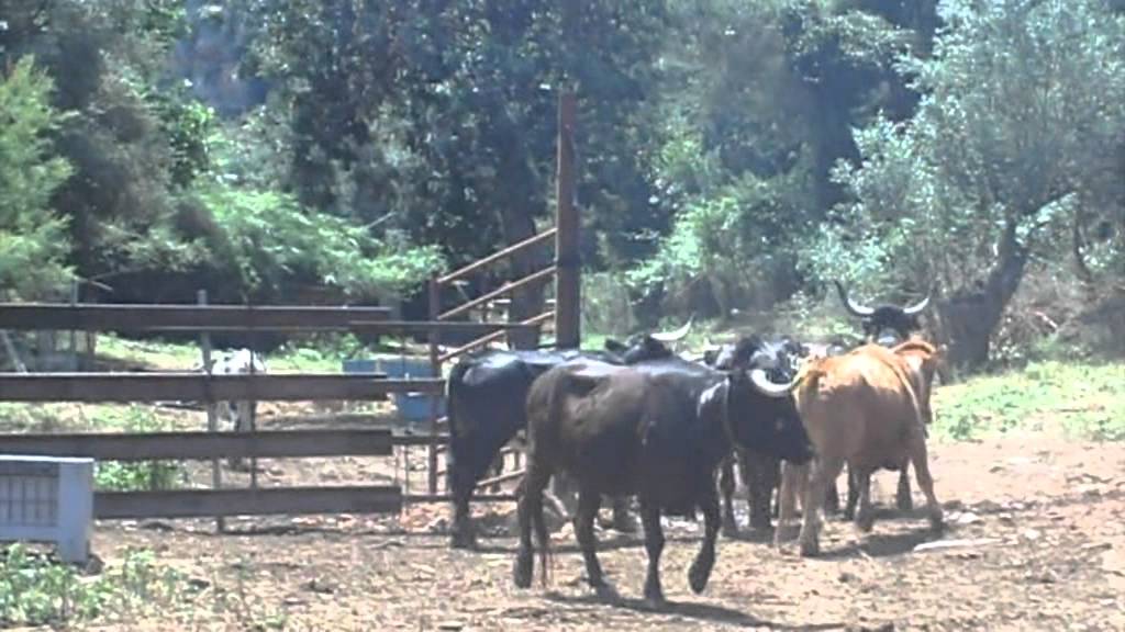 Ganadería Parret i Capota - VILLAREAL