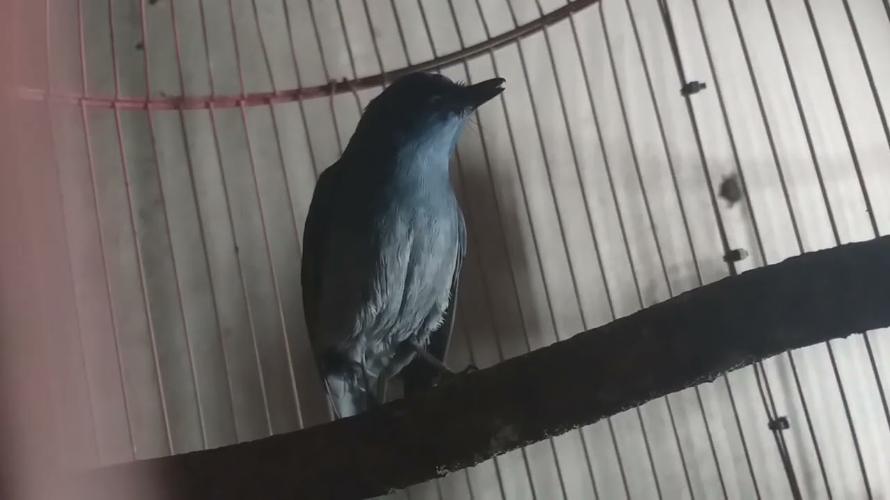 burung sikatan biru muda birahi