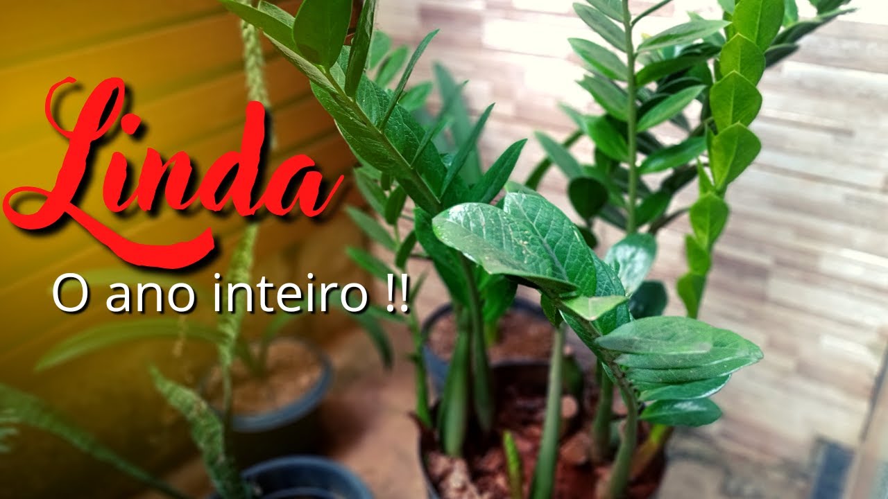 Não sabe cuidar da zamioculca ? Veja o que fazer e como adubar corretamente !