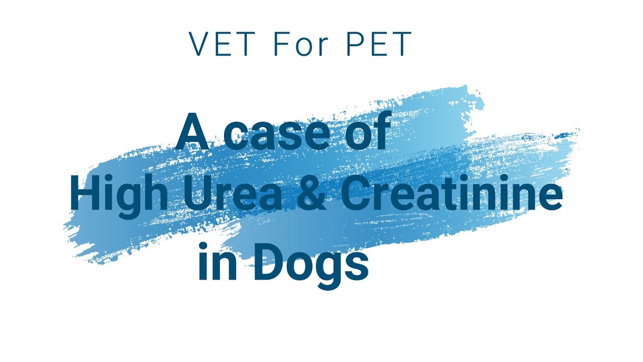Case Study of High Creatinine and Blood Urea levels in Dog ||VET For PET||
