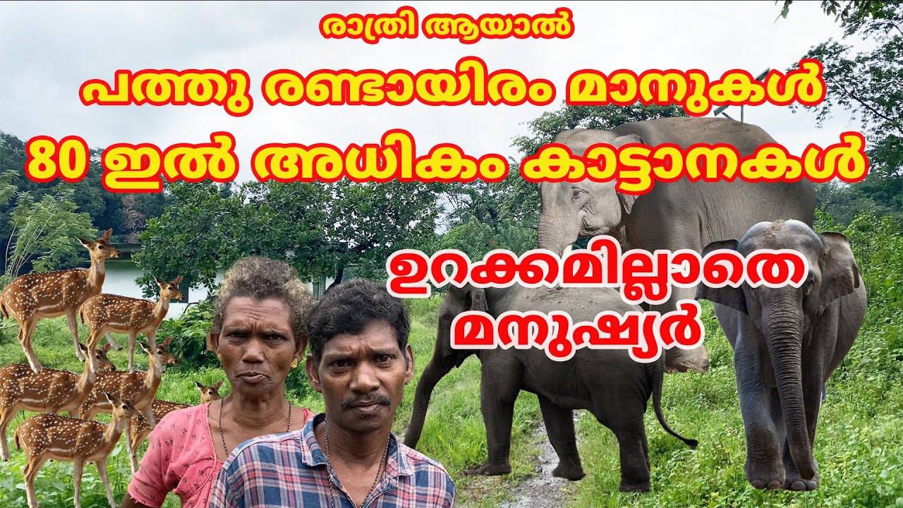 പത്തു രണ്ടായിരം മാനുകൾക്കും , 80 കാട്ടാനകൾക്കും ഇടയിൽ  ഉറക്കമില്ലാതെ കുറേ മനുഷ്യർ #elephant #aralam