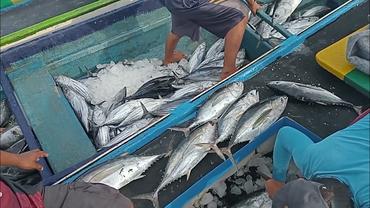 Ekspor Hasil Tangkapan Ikan Baby Tuna Fol Perahu