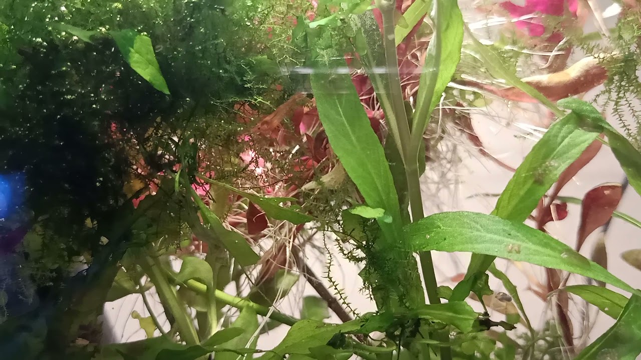 Co potrzeba do hodowli krewetek Red Cherry (Neocaridina Heteropoda)?