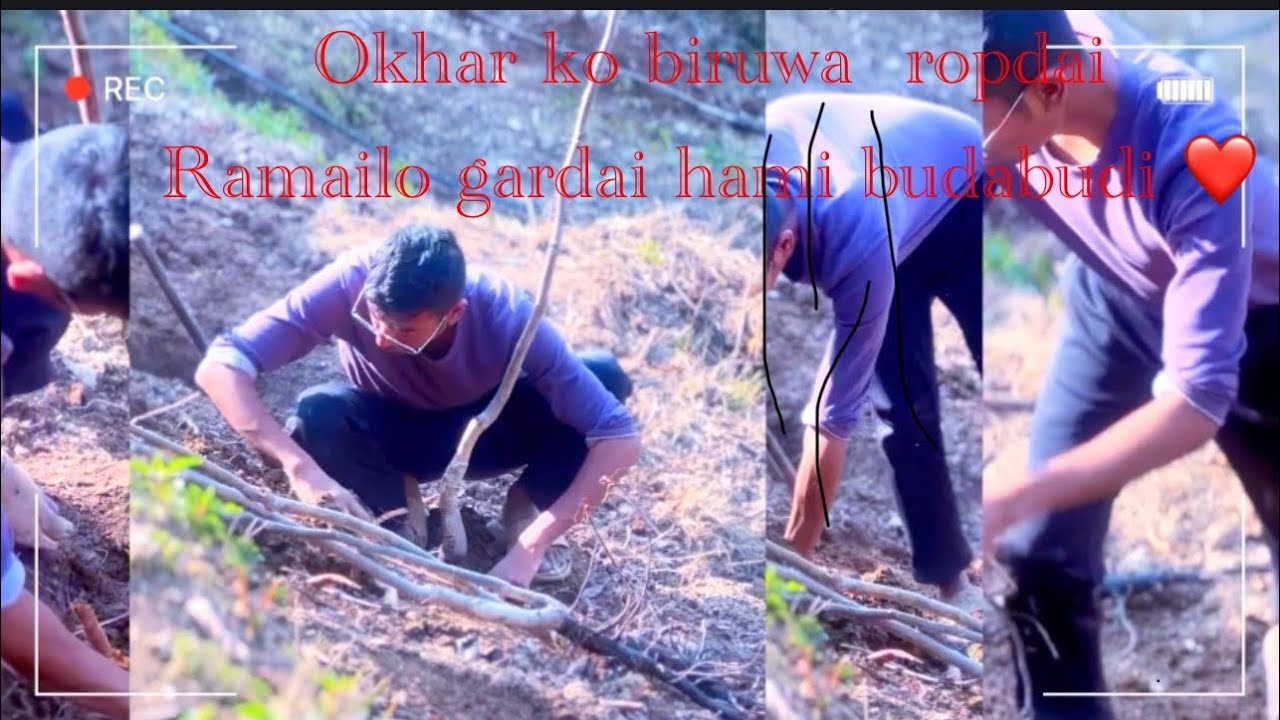 Walnut farming  // #Okharkheti // PRERANA ADHIKARI 