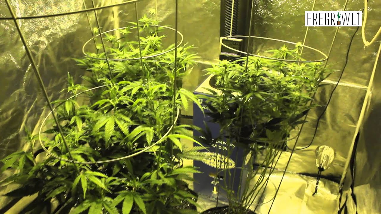 Week - 1 Kosher Tangie Clone #3 + Week 2 - Clones #4 and #5