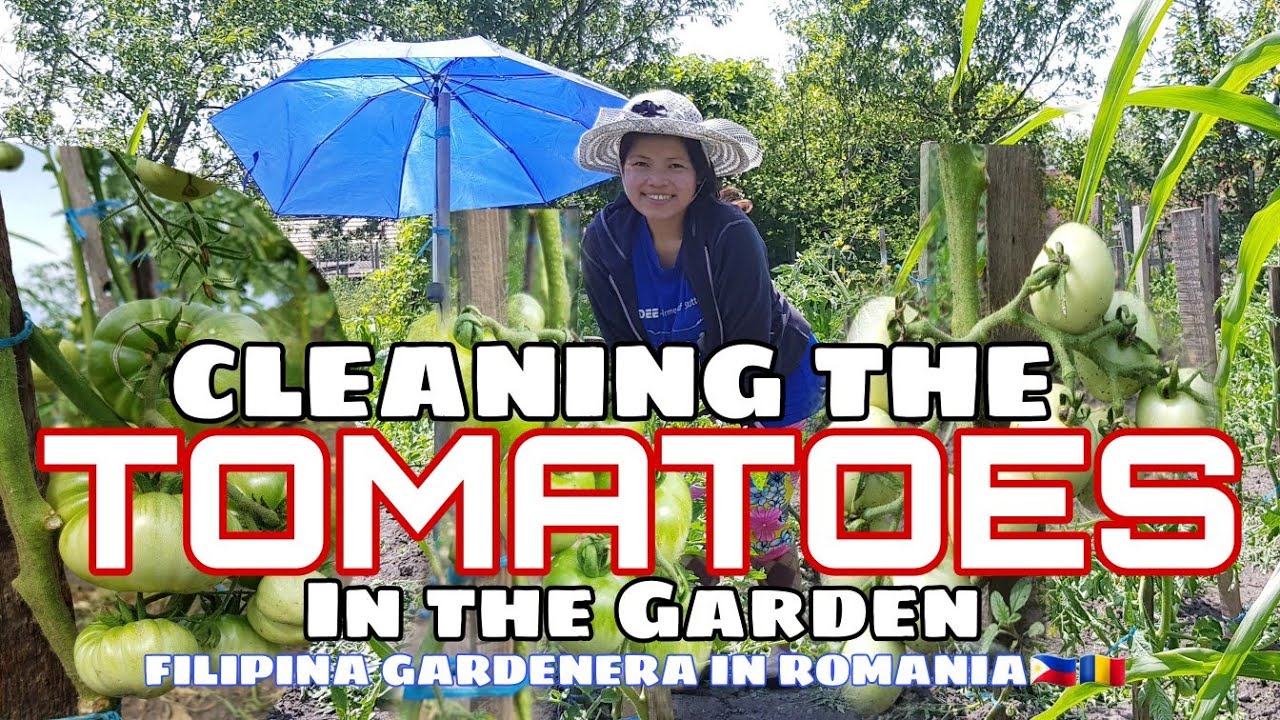 CLEANING OUR TOMATOES IN THE GARDEN (2021) || FILIPINA-VILLAGE LIFE IN ROMANIA