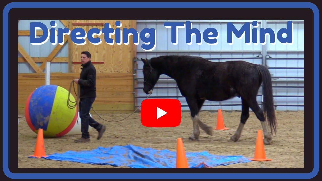 Groundwork Made Fun And Easy - How To Be A Better Friend To Your Horse ~ Better Than Training...