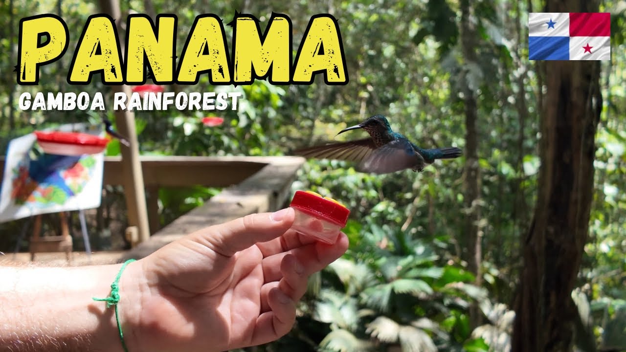 Panama City Jungle Untouched Panama Jungle Must See Adventure 108vlog