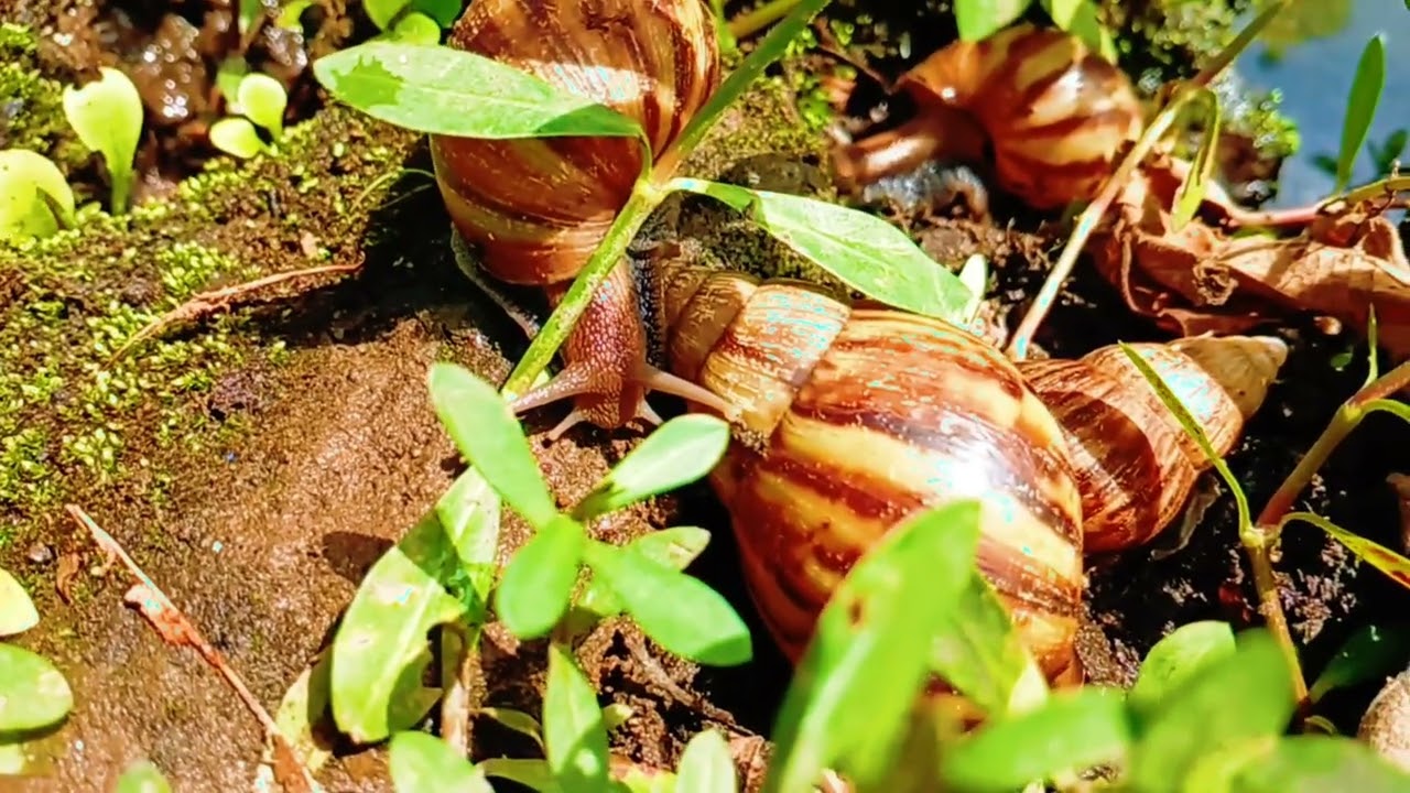 Who's Hiding in the Grass? | Pond Snail Discovery
