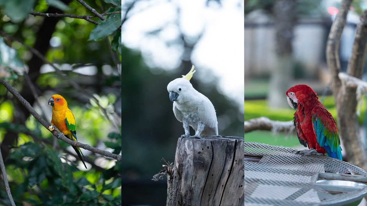 Nikon Z 70-180mm F2.8 Video + Photo Test