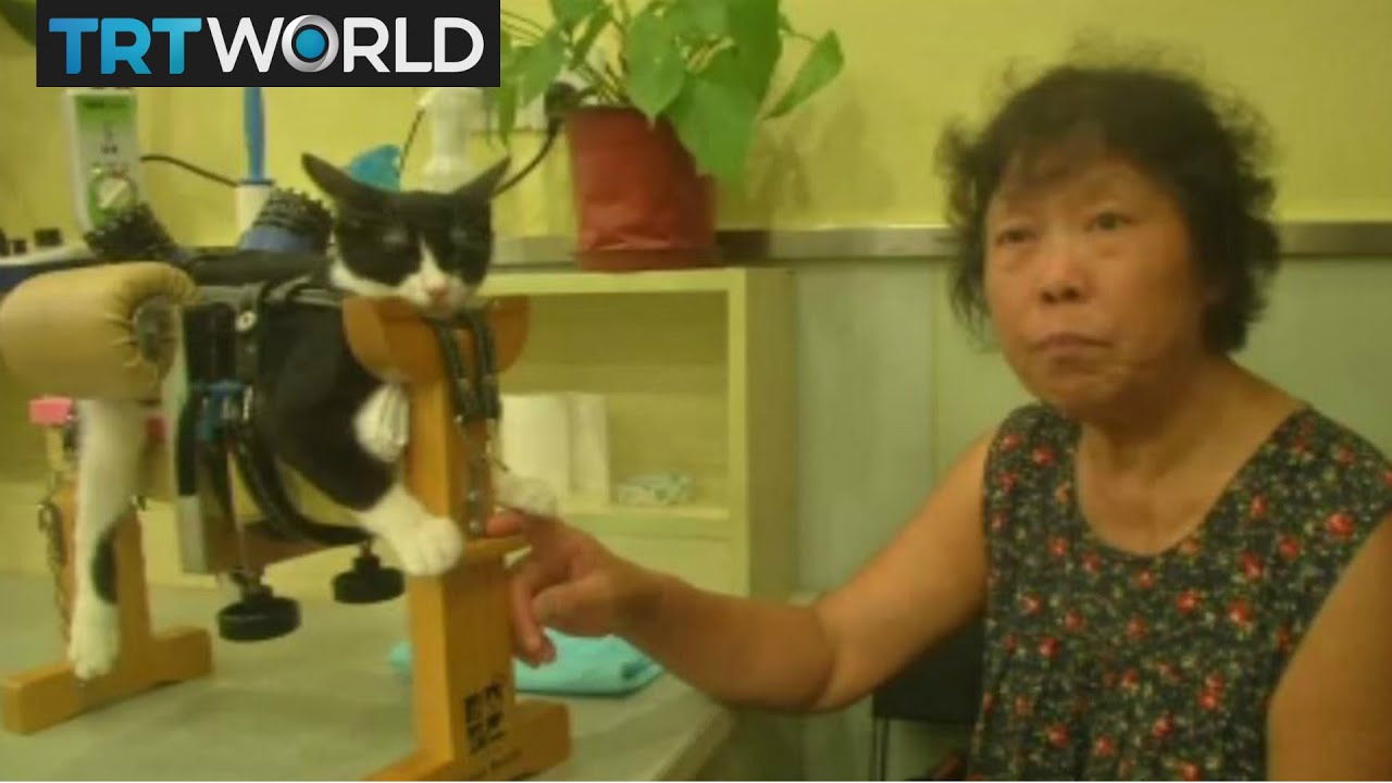 Pet Acupuncture: Alternative medicine used on pets in China