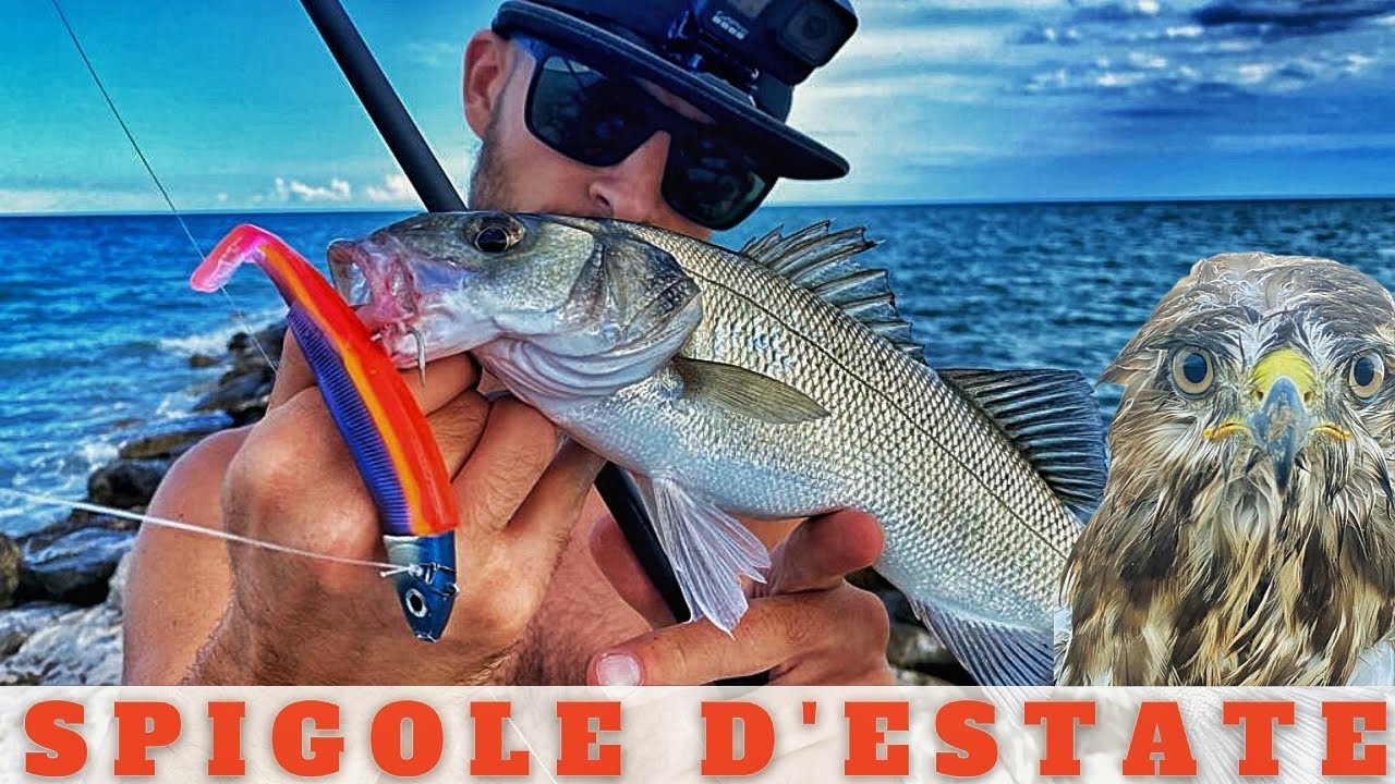 Una pescata piena di SORPRESE!🦅- SPIGOLE a SPINNING con BLACK MINNOW