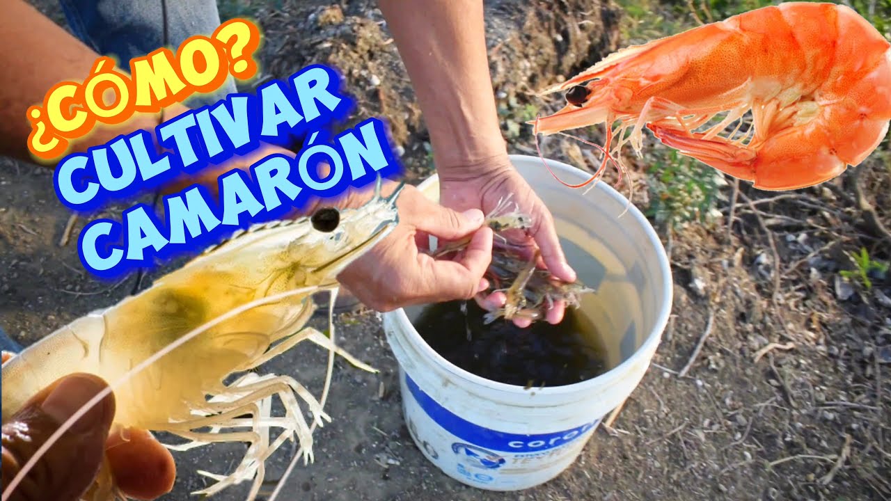 COMO CULTIVAR / PRODUCIR CAMARÓN #mariscos #camarones