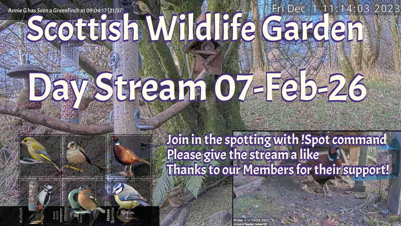 Day Stream February 7th 2026 | Bird Feeders, Wildlife Cameras Scotland UK from SWG