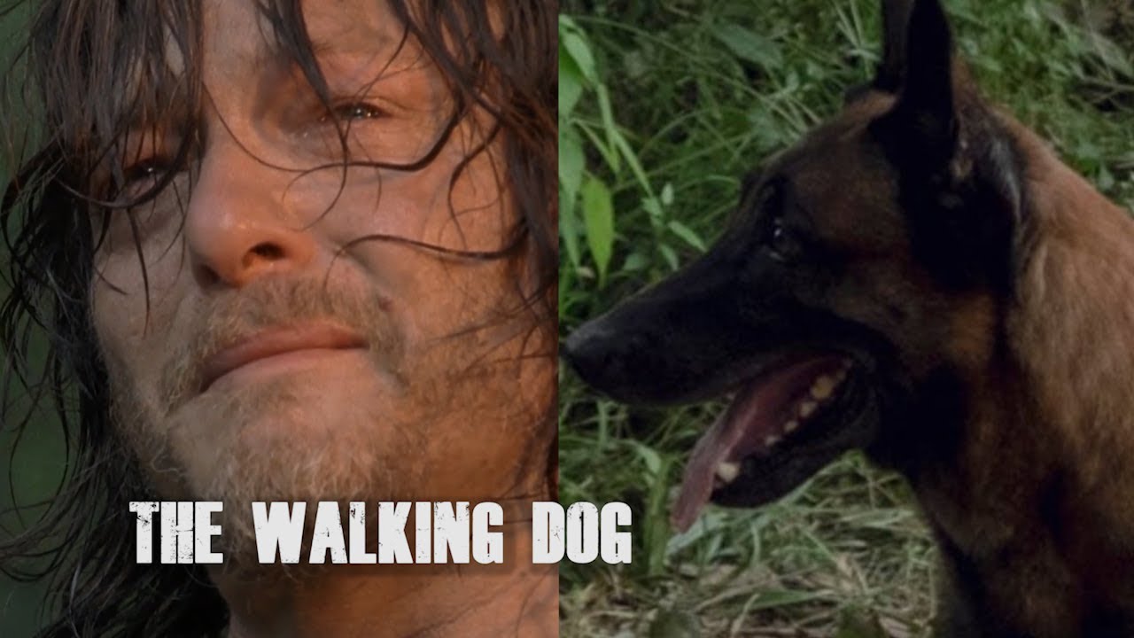 THE WALKING DOG! All shots of Daryl Dixon and his new best friend Dog! The Walking Dead Season 9