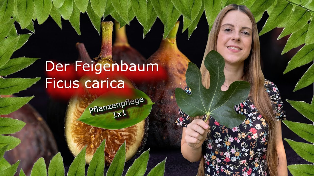 Der Feigenbaum, Ficus carica | Pflanzenpflege 1x1|